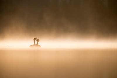 Tuttpütid peavad plaani